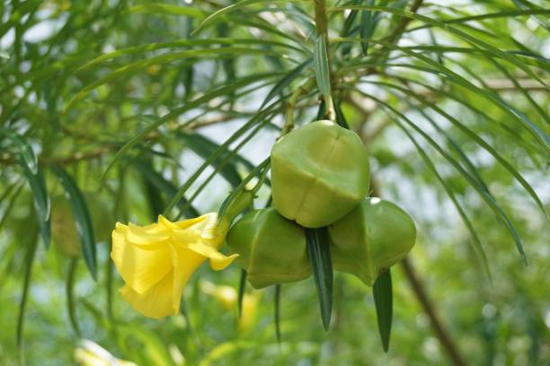fresh Thevetia peruviana fruit in nature garden